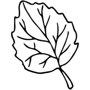 Elm Leaf Outline Stamp
