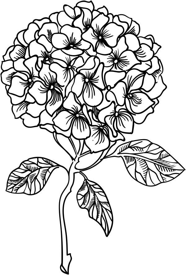 Hydrangea Craft Stamp