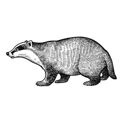 Engraved-style badger trotting left with a striped face, long low body, short clawed legs and stubby tail
