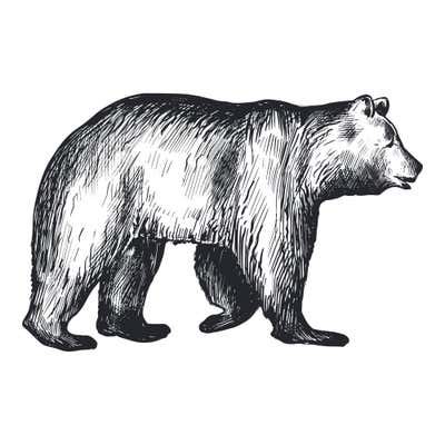 Realistic bear walking right with a shoulder hump and shaggy coat shaded in dense hatching, darkest on the legs