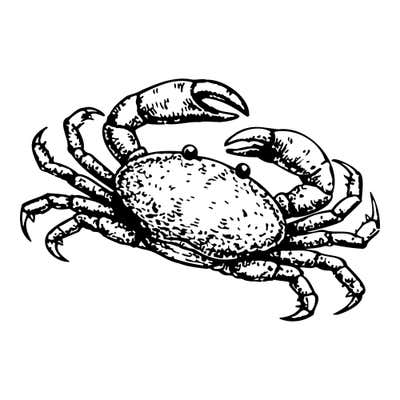 Detailed stippled crab seen from above with both claws raised, stalked eyes and jointed legs spread wide
