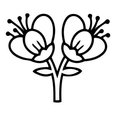 Two cupped blossoms with dot-tipped stamens on a forked stem, with small leaves at each bloom and at the fork