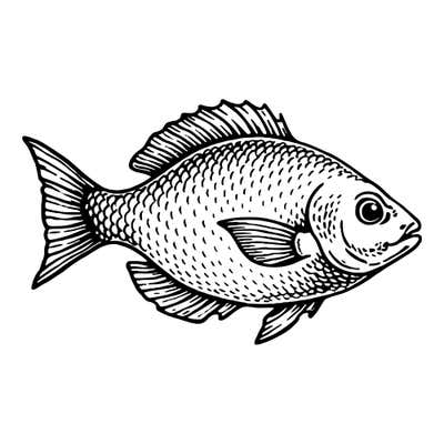 Engraved fish facing right with cross-hatched scales, a large bright eye, spiny dorsal fin and finely ribbed fins