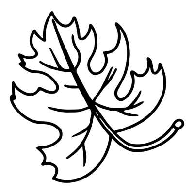 Broad autumn leaf with wavy scalloped lobes, branching veins and a long stem curling into a loop