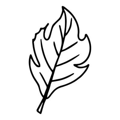 Long autumn leaf with jagged irregular lobes, a strong midrib and angled veins, leaning to one side