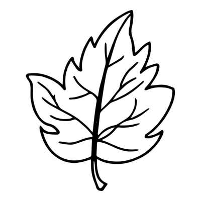 Three-lobed leaf with small toothed edges, a central vein branching into each lobe and a short stem