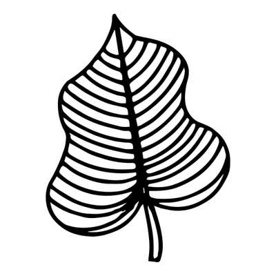 Rounded leaf with a wavy uneven outline, filled with bold curving stripes running to the midrib