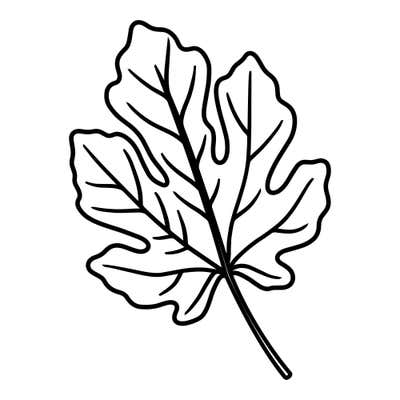 Broad leaf with deep rounded lobes, rippled edges, fanned veins and a stem angled to the lower right