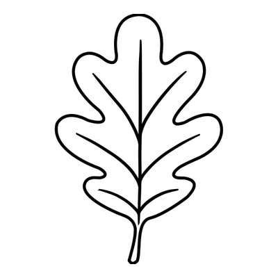 Oak leaf with smooth rounded lobes, a central vein and side veins reaching toward each lobe