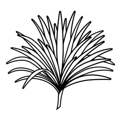 Spray of long slender curving blades fanning out left and right from a single base