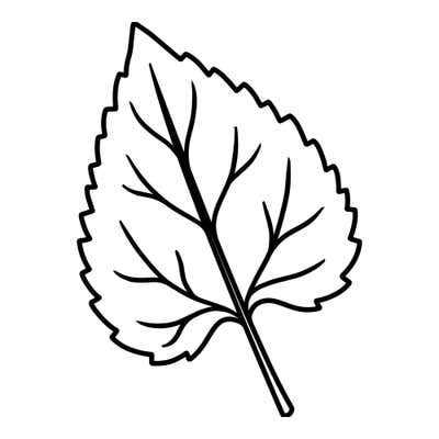 Teardrop-shaped leaf with small regular teeth, branching veins from a diagonal midrib and a stem at the lower corner