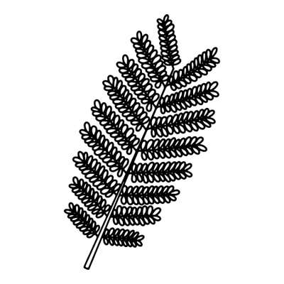 Fern frond with rows of tiny rounded leaflets on side branches that shorten toward the tip