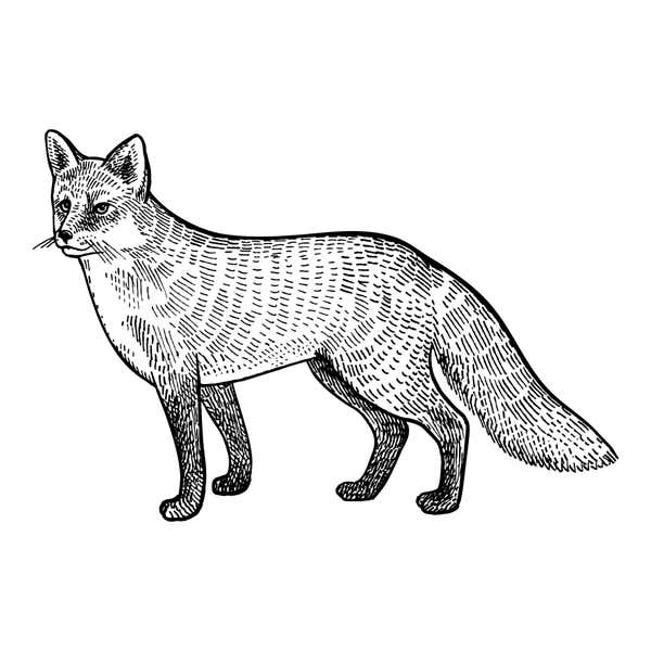 Engraved-style fox standing side-on with its head turned to the viewer, alert ears, whiskers and a long bushy tail
