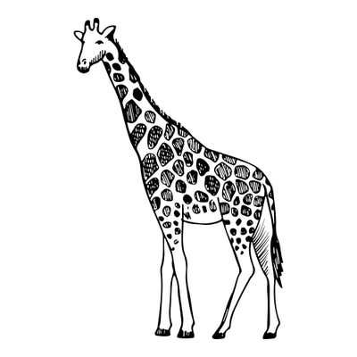 Sketched giraffe in profile with a long neck, two knobbed horns, hatched patchwork spots and a tufted tail