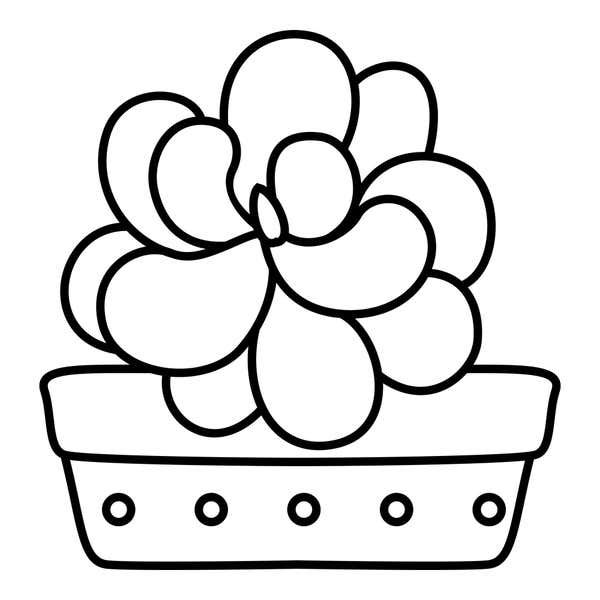 Rosette succulent of overlapping rounded leaves in a low, wide planter with a thick rim and a row of small circles