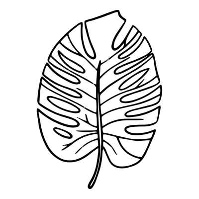 Oval tropical leaf with rows of narrow slits running in from both edges and fine veins between them