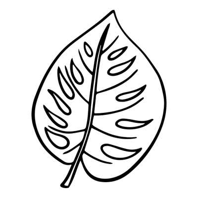 Rounded heart-shaped leaf with a pointed tip and rows of slender holes along each side of the center vein