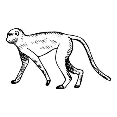 Sketched monkey walking on all fours to the left, with long lean limbs and a slender tail curving up behind