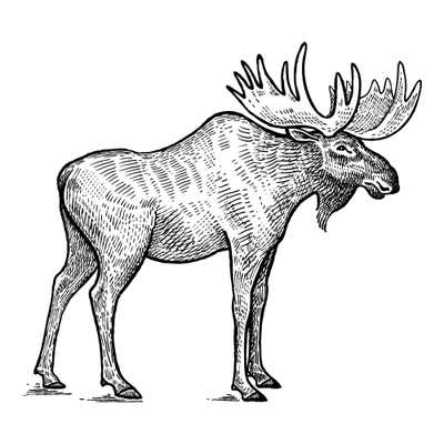 Engraved bull moose facing right with broad palm-like antlers, a dewlap under its chin and long slender legs