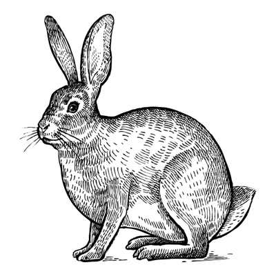 Engraved rabbit sitting alert on long hind feet, facing left, with tall upright ears, long whiskers and dense hatching