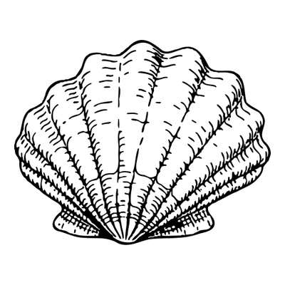 Detailed scallop shell fanning out in radiating ribs to a ruffled edge, with small hinge wings and fine hatching