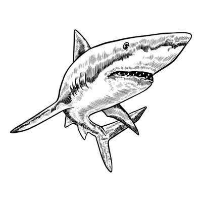 Engraved shark diving toward the viewer at an angle, jaws open with teeth showing, fins spread and dense hatching