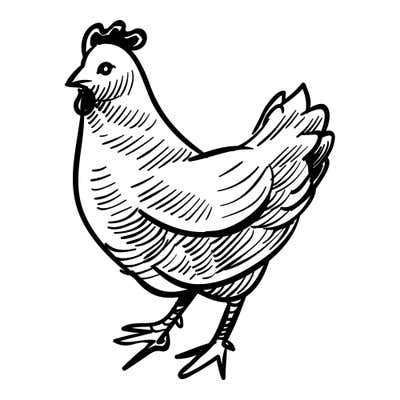Pen-sketched hen walking left in mid-stride with a small comb, shaded wattle and hatched feathers