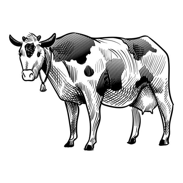 Sketched Cow Craft Stamp
