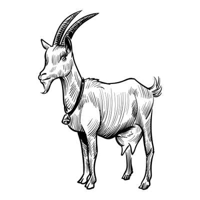 Sketched goat facing left with long swept-back horns, a wispy beard, a bell on its collar and a short upturned tail