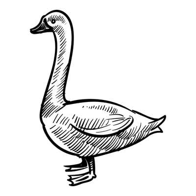 Pen-sketched goose standing on webbed feet, long neck curved upward, with hatching across its breast and folded wing