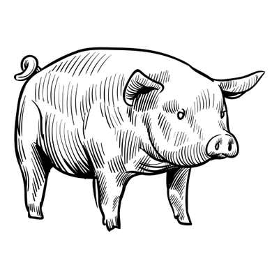 Hand-sketched farm pig facing right with a floppy ear over its eye, a broad snout and a curly tail