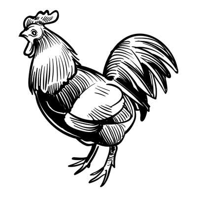 Sketched rooster crowing with beak open, tall comb, long wattle, dark chest and arching hatched tail feathers