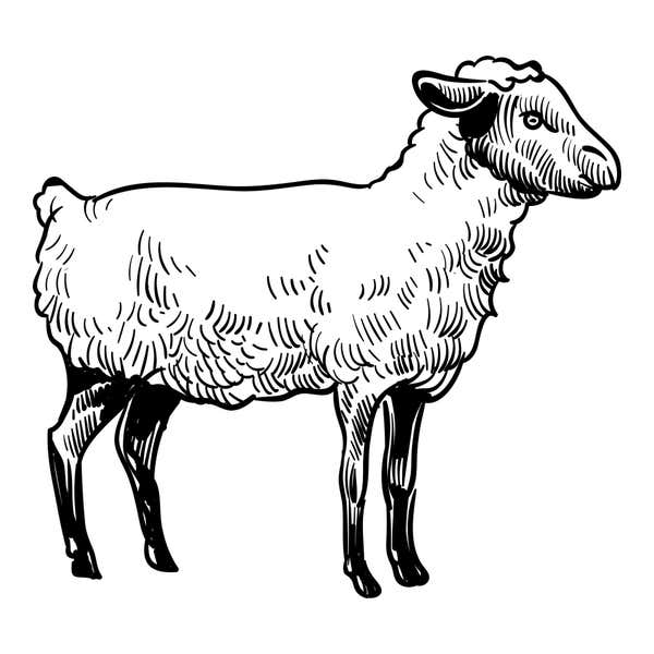 Sketched Sheep Craft Stamp
