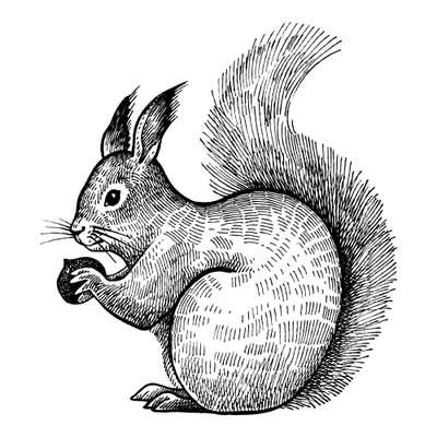 Engraved squirrel sitting up and nibbling a nut in both paws, with tufted ears and a tall feathery tail arched behind