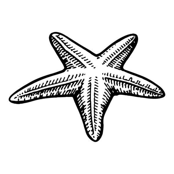 Seashore Starfish Craft Stamp