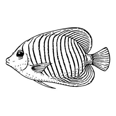 Tropical fish facing left with curved stripes across its tall body, a large eye, pouty mouth and a fanned tail