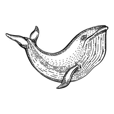 Engraved humpback whale arching upward with ridged throat grooves, a long flipper, stippled body and tail flukes