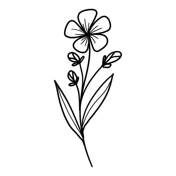 Open five-petal wildflower on a slender stem with small nodding buds and long narrow leaves at the base
