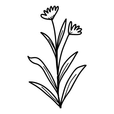 Two fringed cup-shaped blooms on tall stems from a shared base, with long pointed leaves sweeping outward