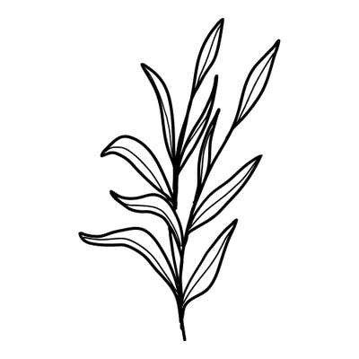 Airy greenery sprig of long pointed willow-like leaves on branching stems, with no flowers