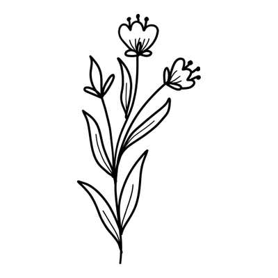 Three slim stems with small cupped blooms, dot-tipped stamens, closed buds and narrow paired leaves