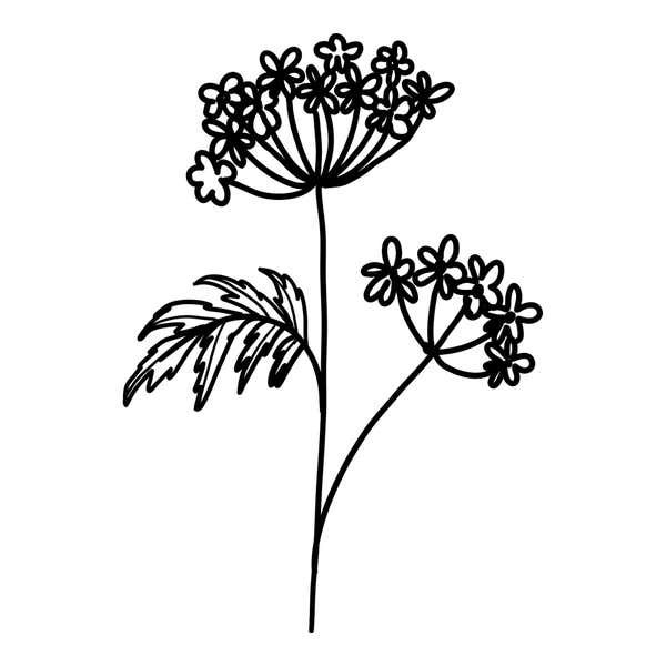 Lacy Umbel Wildflower Craft Stamp